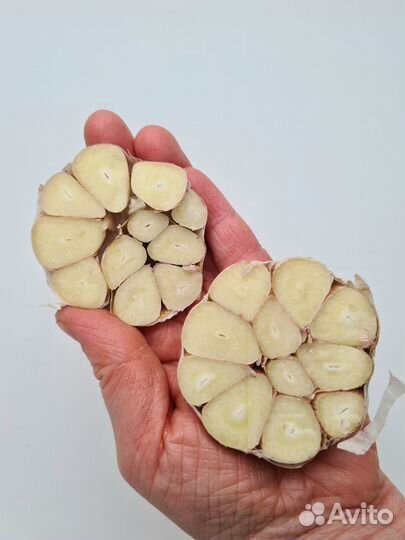 Чеснок яровой