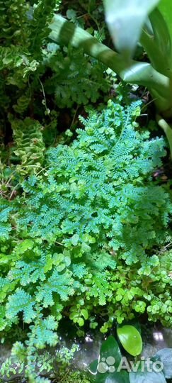 Голубая Selaginella uncinata