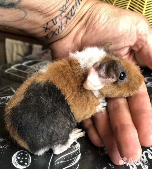 Морские свинки.Малыши.1 мес