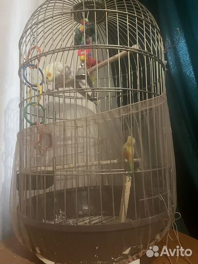 Попугай корелла девочка