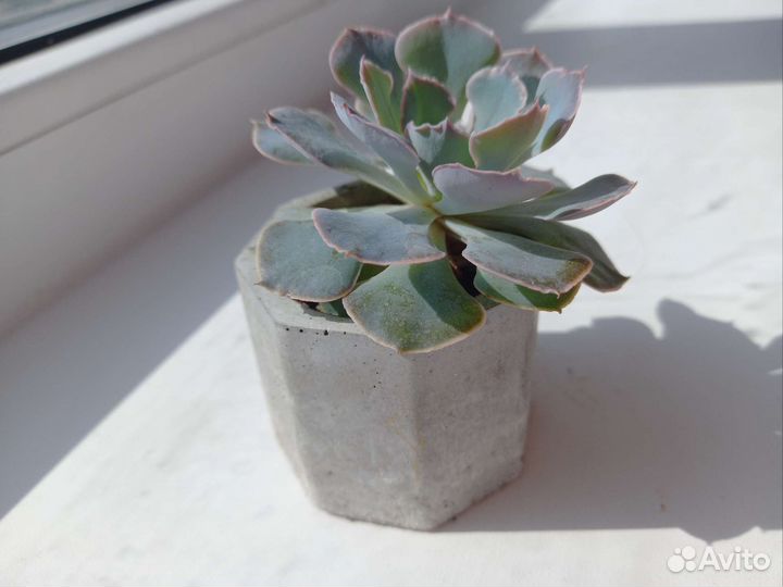 Эхеверии и молодило в мини бетонных горшочках