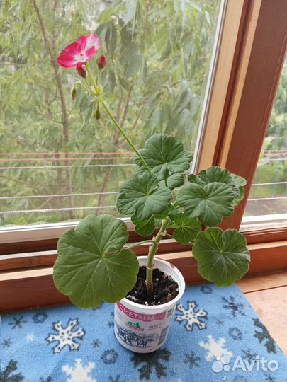 Герань пеларгония