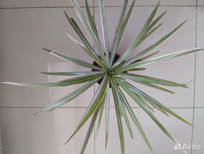 Драцена Маргината Триколор