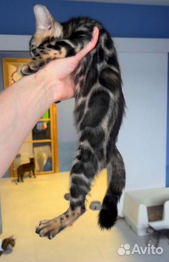 Бенгальская девочка Браун