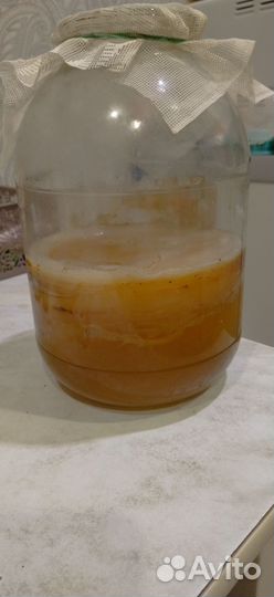 Чайный гриб комбуча