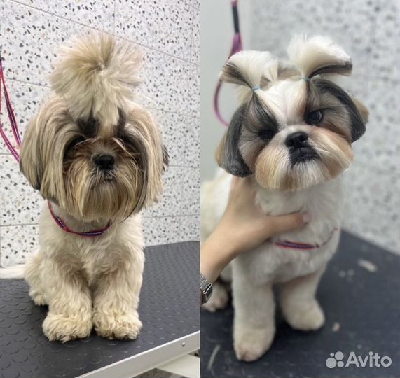 Груминг собак и кошек, уход за животными