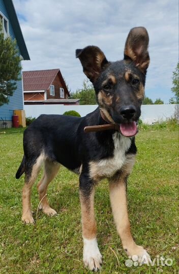 Собаки щенки отдам в добрые руки