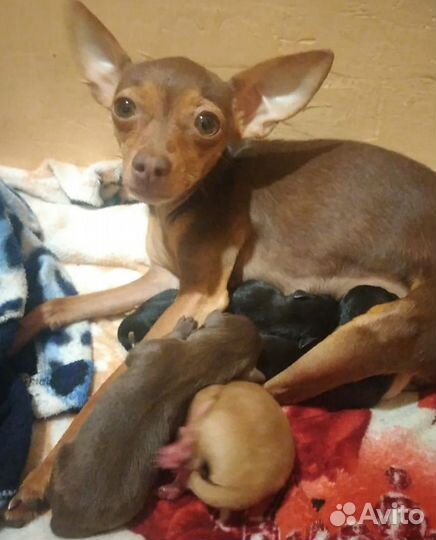 Мини той-терьер щенки