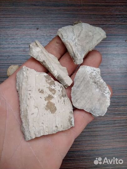 Коллекция окаменелостей