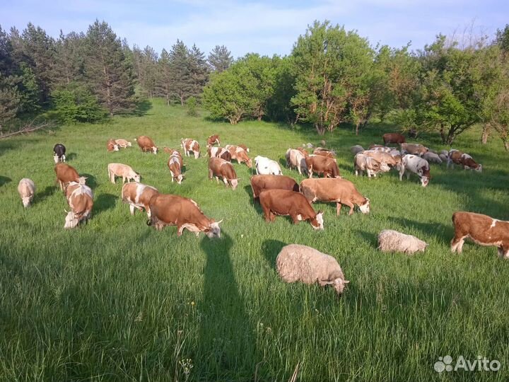 Продам корову, на выбор