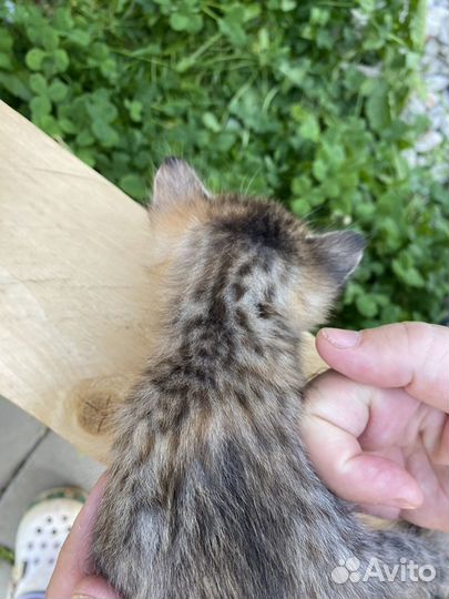 Котята в добрые руки бесплатно