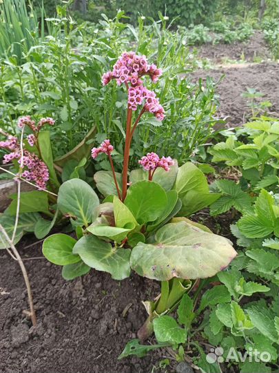 Садовые растения Обменяю