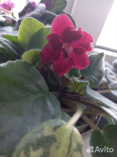 Розетка 150р