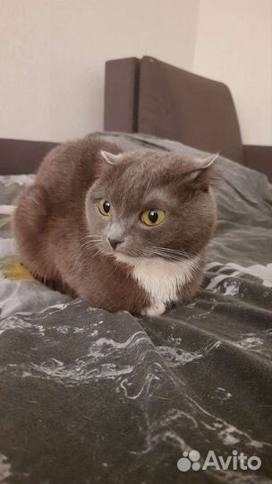 Шотландская