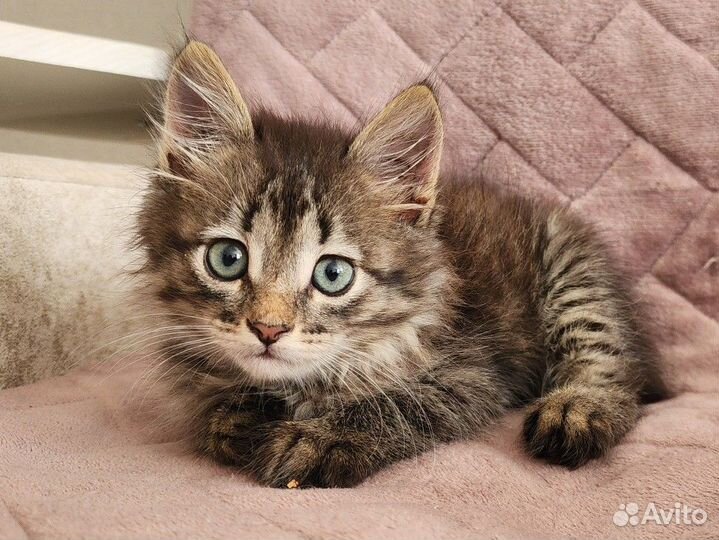 Котенок в самые добрые руки