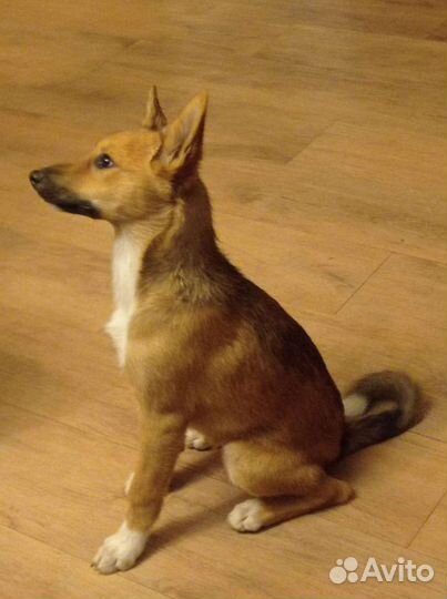 Собаки бесплатно в добрые руки щенки