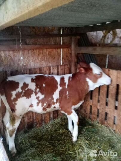 Телка 6 месяцев