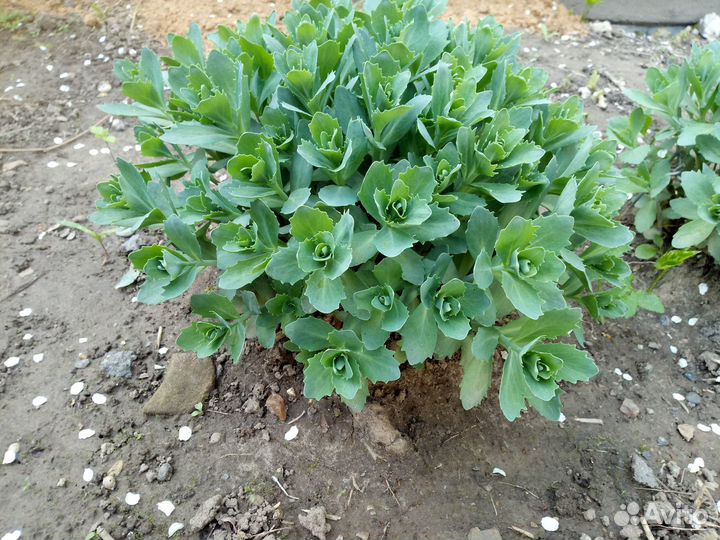 Многолетние садовые растения