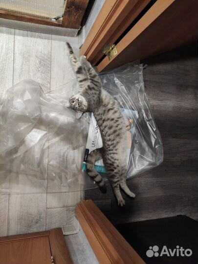 Шотландский кот