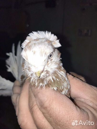 Узбеки, капканы, жуки