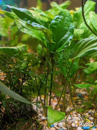 Криптокорины