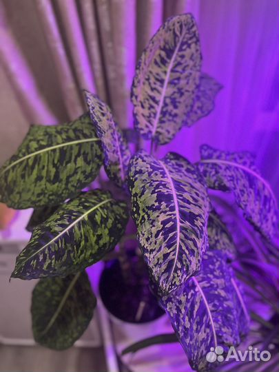 Диффенбахия Рефлектор