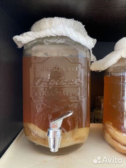 Чайный гриб