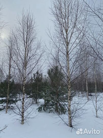 Сосна, ель, береза саженцы оптом