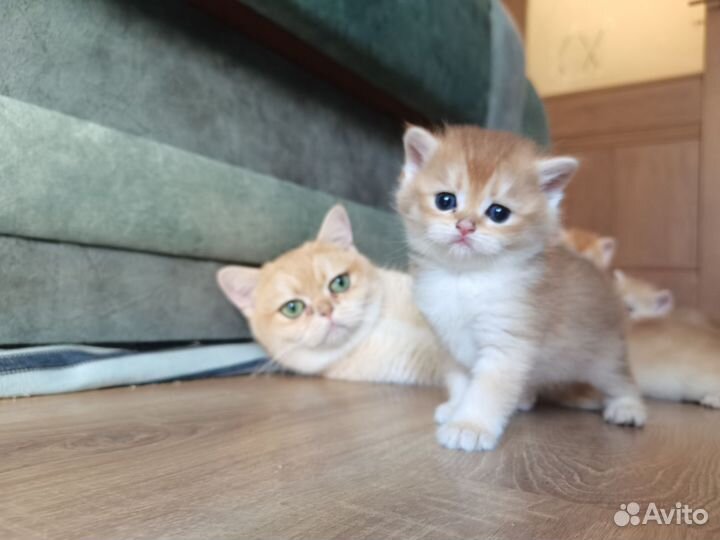 Британские клубные золотые шиншиллы