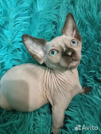 Бамбино
