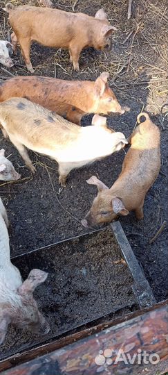 Поросята 2 мес.Берете 4 пятый В подарок