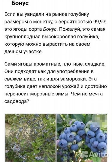 Саженцы голубики