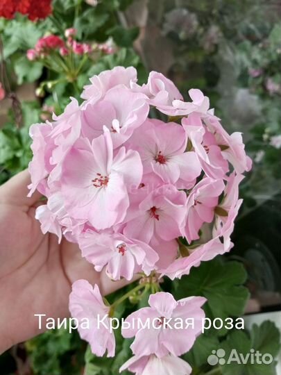 Пеларгония герань срезы