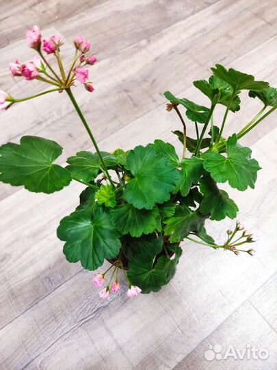 Пеларгония герань