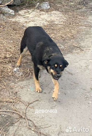 Собаки в добрые руки