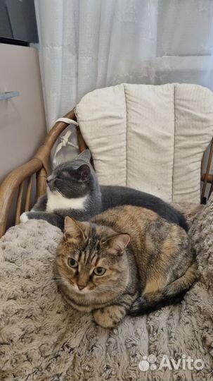 Молодая кошечка