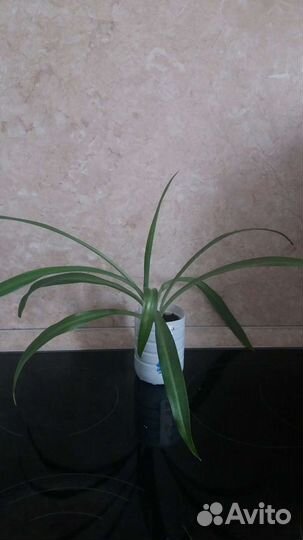 Хлорофитум Бонни кудрявый