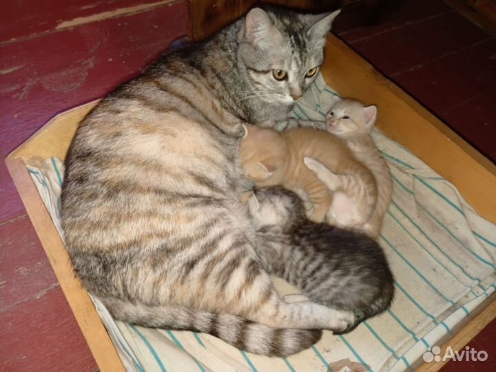 Кошка в дар