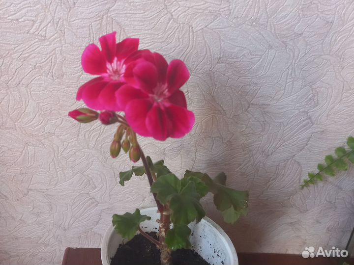 Пеларгония герань