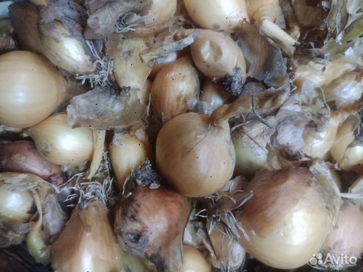 Лук семейный на посадку