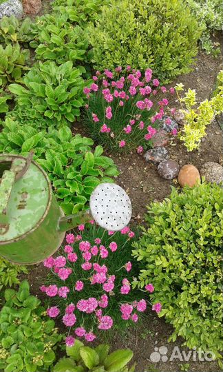 Цветы для сада