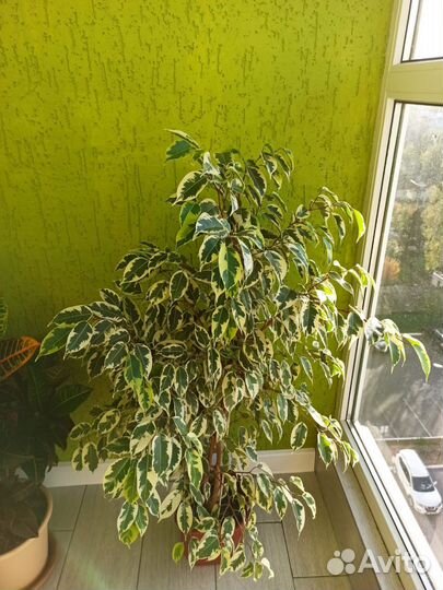Фикус Бенджамина