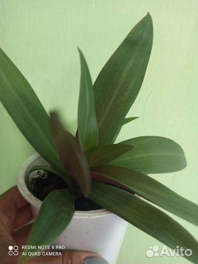 Комнатные растения