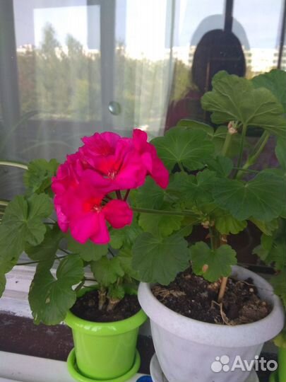 Пеларгония(герань) продажа и обмен