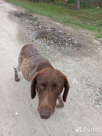 Найдена собака охотничья Курцхаар