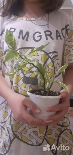 Педилантус