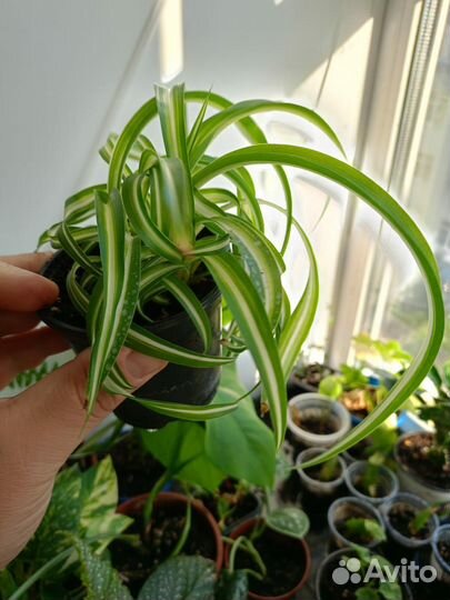 Хлорофитум кудрявый Бонни