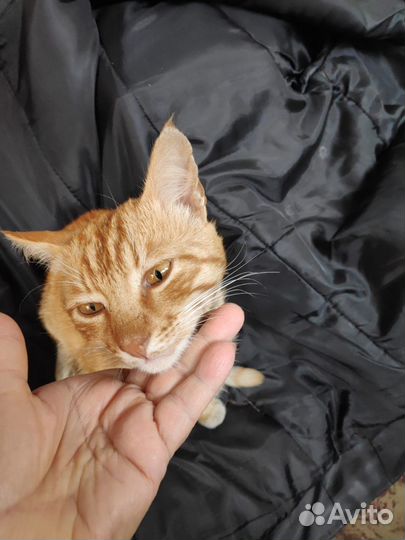 Рыжий кот охранник и охотник. Бесплатно