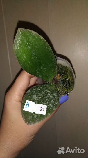 Орхидея Violet Thunder