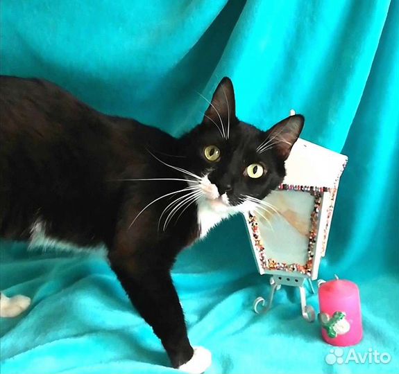 Молодой котик маркизик Макс